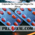 Cápsula De Hormiga Negra De África 05